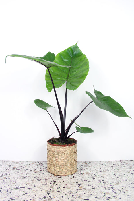 Alocasia macrorrhiza black stem