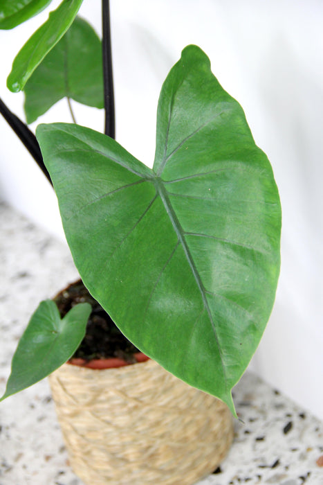 Alocasia macrorrhiza black stem