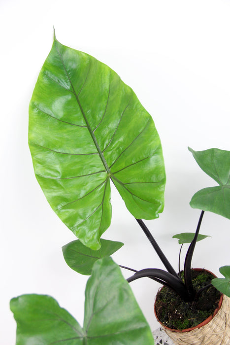 Alocasia macrorrhiza black stem