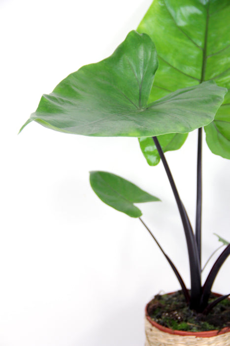 Alocasia macrorrhiza black stem