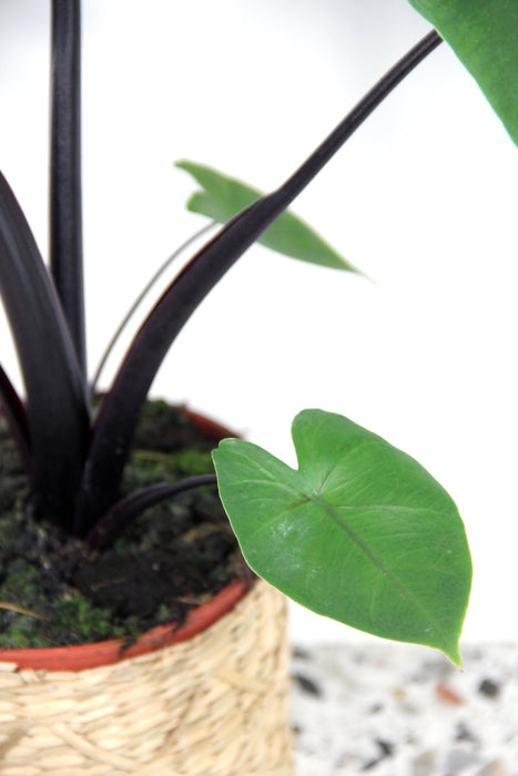 Alocasia macrorrhiza black stem