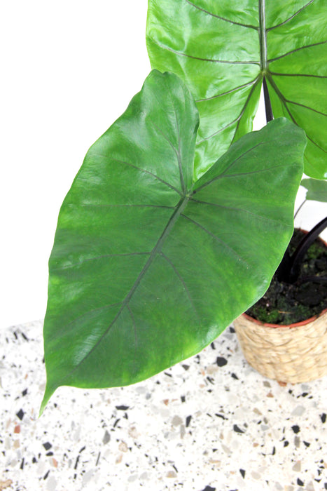 Alocasia macrorrhiza black stem