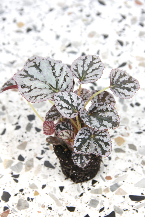Begonia rex fedor
