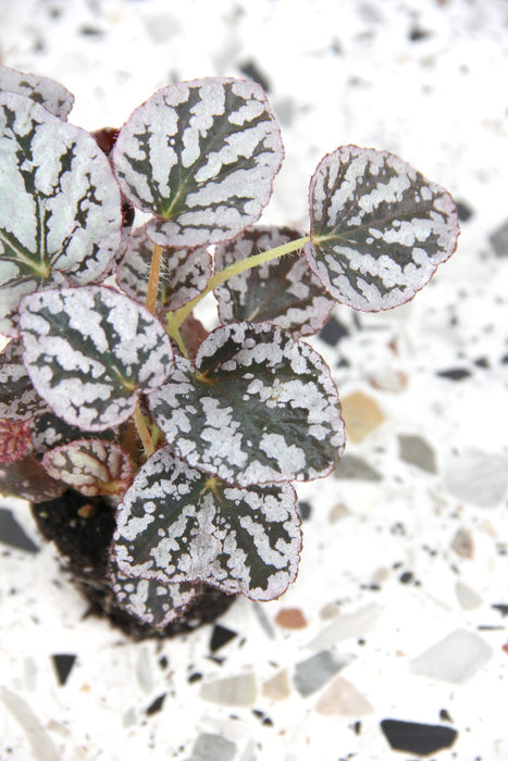 Begonia rex fedor