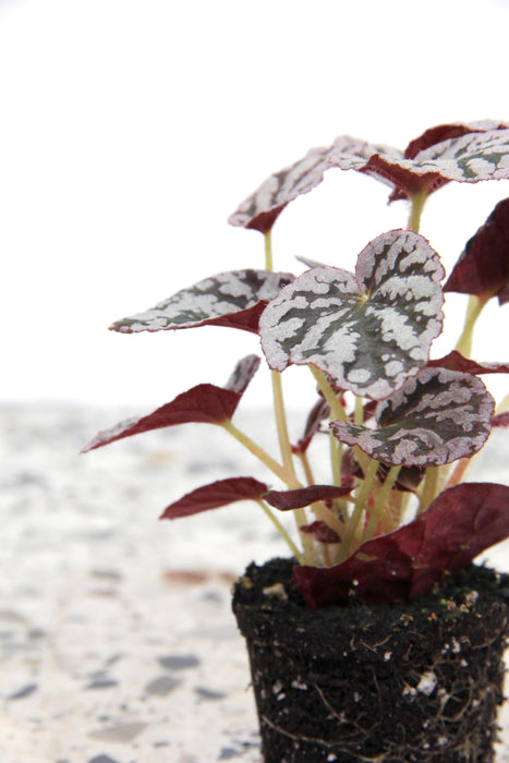 Begonia rex fedor