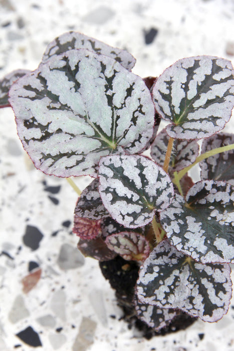 Begonia rex fedor