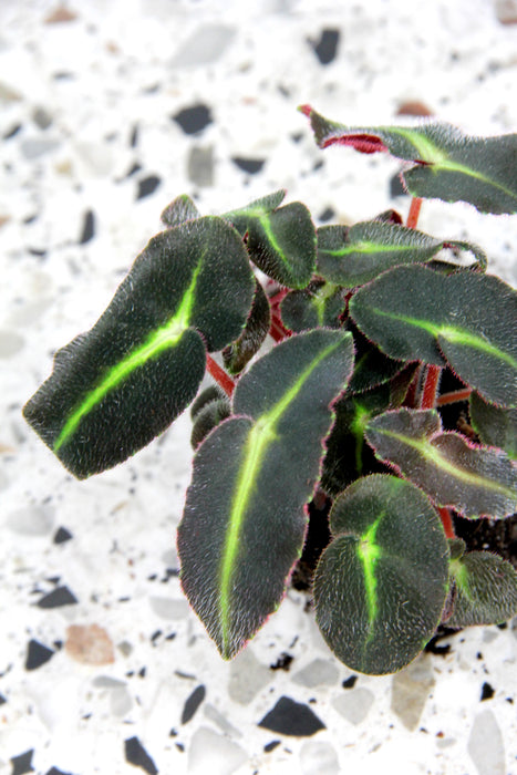 Begonia listada