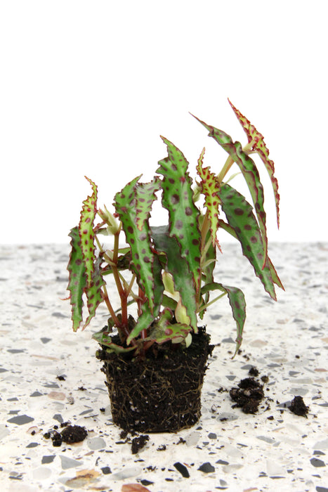 Begonia amphioxus