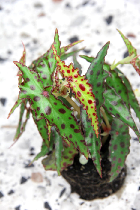 Begonia amphioxus