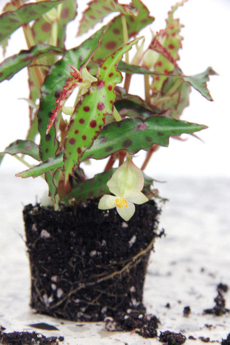 Begonia amphioxus