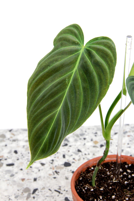 Philodendron splendid