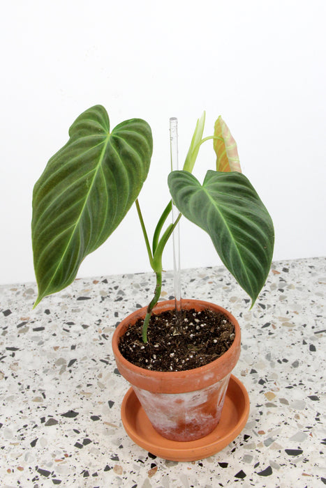 Philodendron splendid
