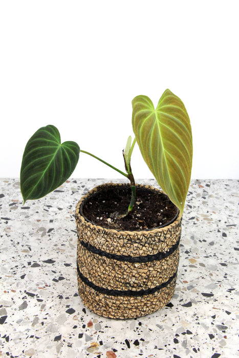 Philodendron splendid