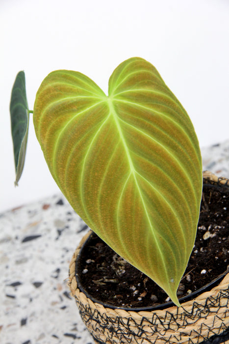 Philodendron splendid