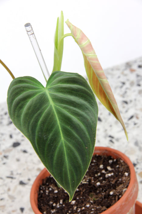 Philodendron splendid