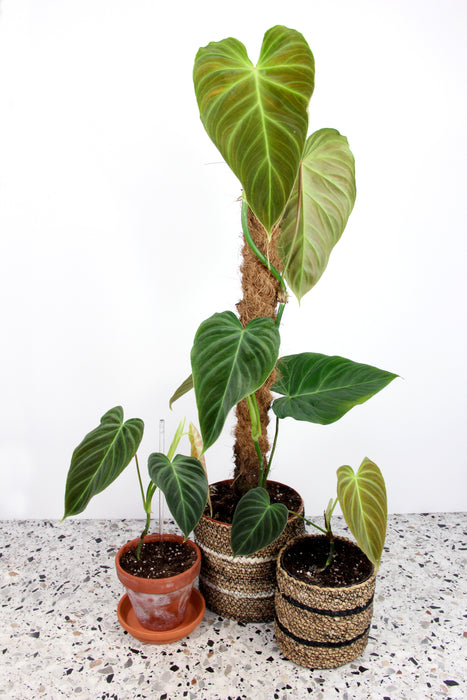Philodendron splendid