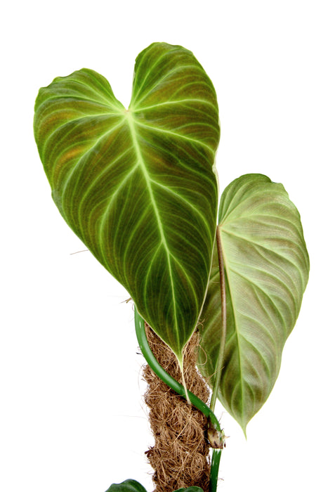 Philodendron splendid
