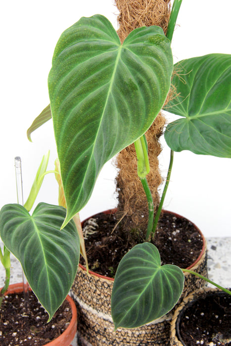 Philodendron splendid