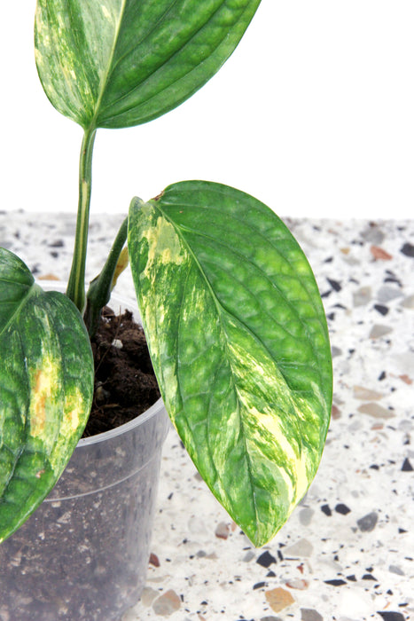 Monstera peru variegata