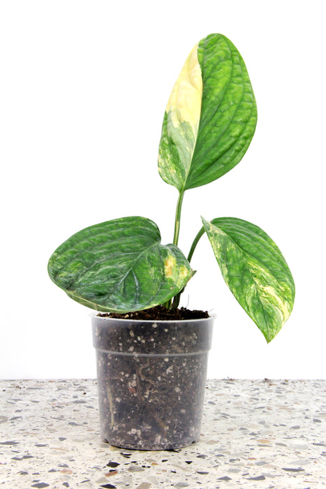 Monstera peru variegata
