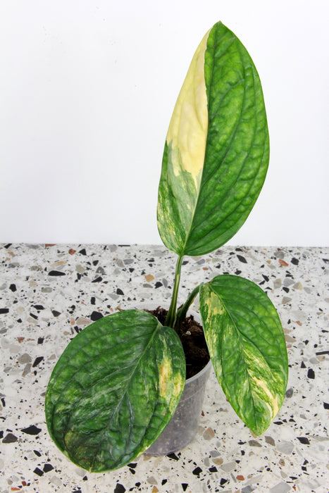 Monstera peru variegata