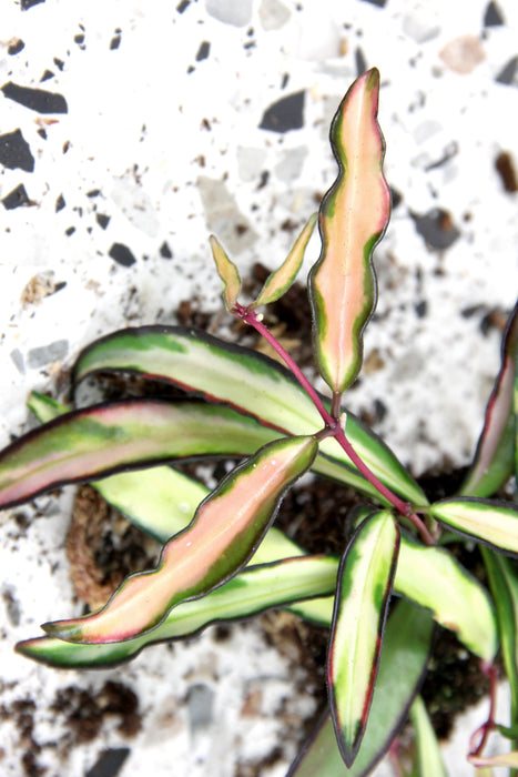Hoya wayetii tricolor