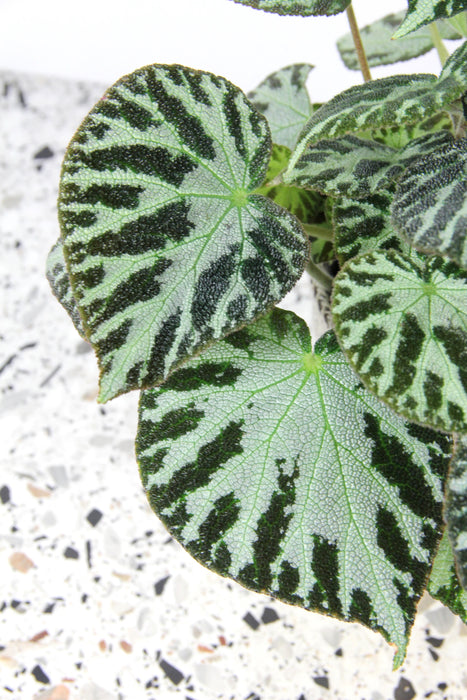 Begonia silver jewel