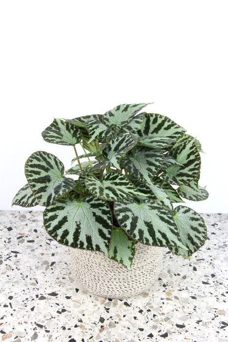 Begonia silver jewel