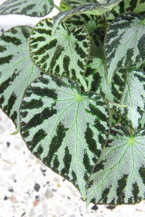 Begonia silver jewel