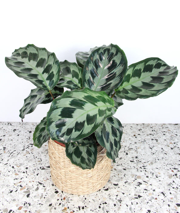 Calathea kennedy
