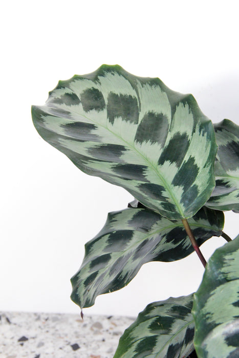 Calathea kennedy