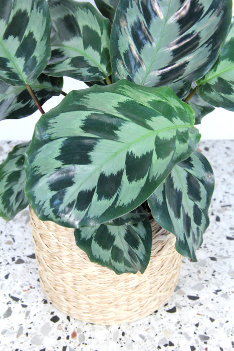 Calathea kennedy
