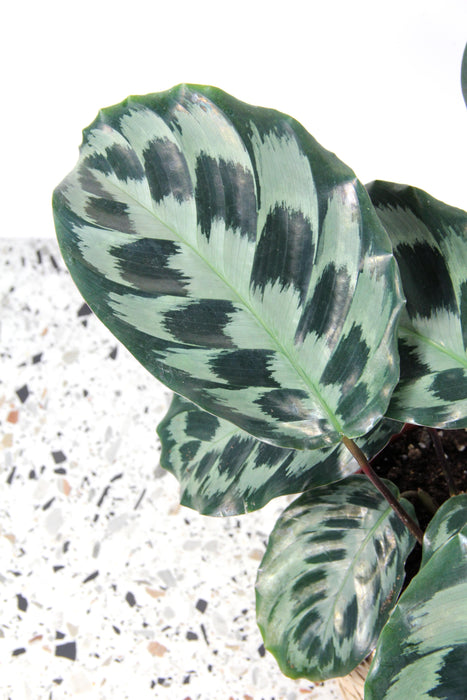 Calathea kennedy