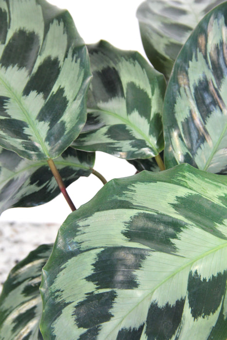 Calathea kennedy