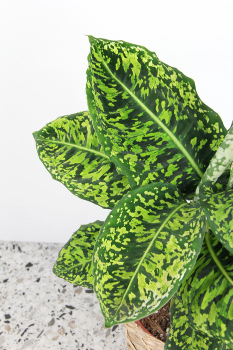 Dieffenbachia reflector