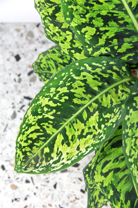 Dieffenbachia reflector