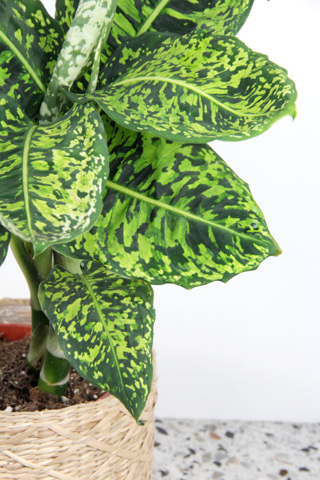 Dieffenbachia reflector
