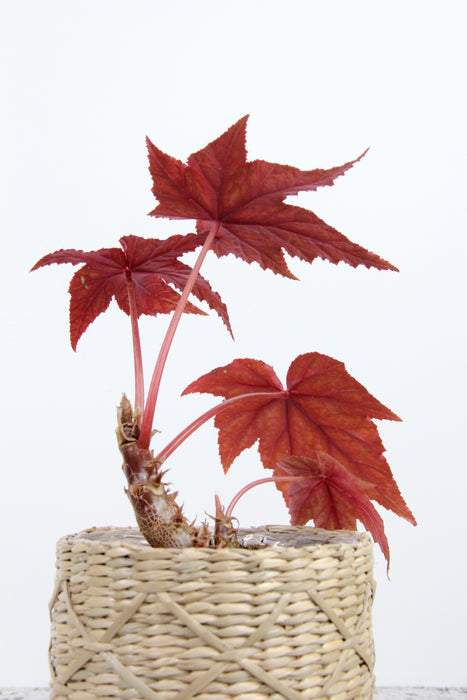 Begonia gryphon