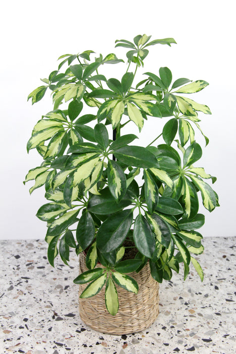 Schefflera arboricola gerda