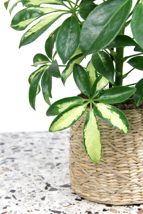 Schefflera arboricola gerda