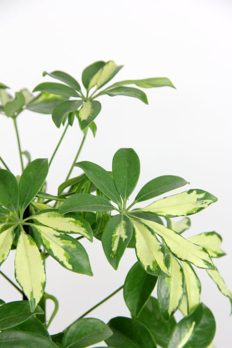 Schefflera arboricola gerda