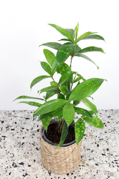 Dracaena Surculosa