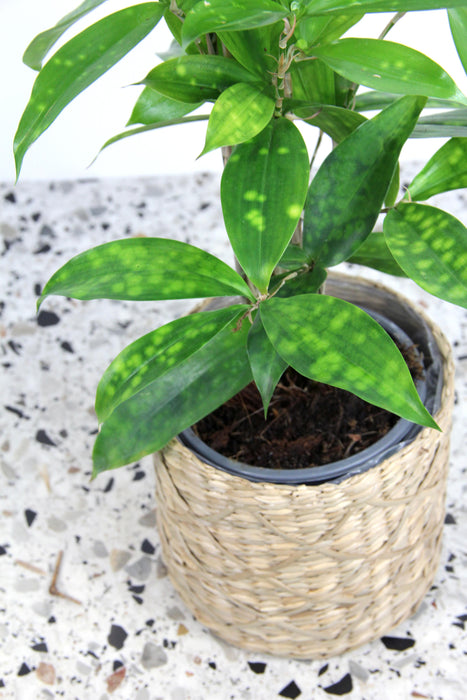 Dracaena Surculosa