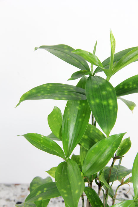 Dracaena Surculosa