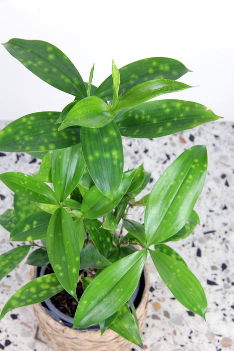 Dracaena Surculosa