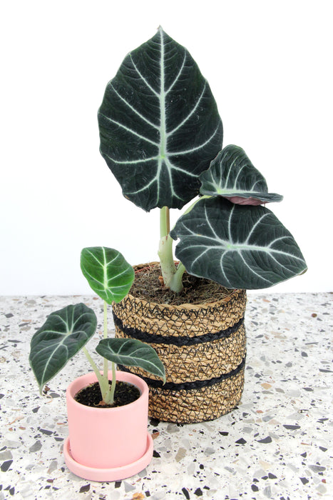 Alocasia regina black velvet