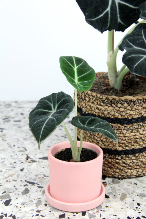 Alocasia regina black velvet