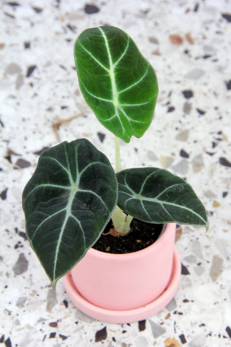 Alocasia regina black velvet