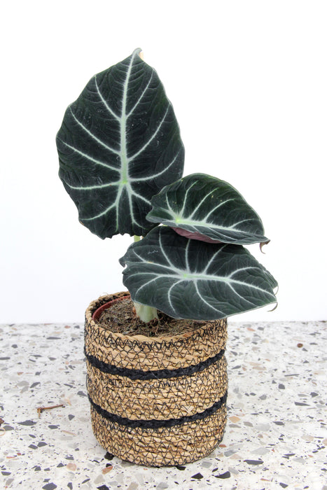 Alocasia regina black velvet