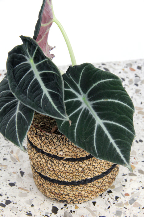 Alocasia regina black velvet